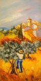 Cueillette des olives - Paysages
