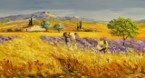 Récolte des lavandes - Paysages